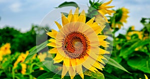 Sunflower natural background. Sunflower blooming. Close-up of sunflower. Sunflower seeds. Sunflowers field, oil