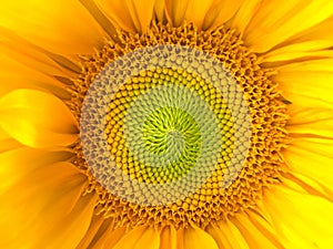 Sunflower natural background. Sunflower blooming. Close-up. Sunflowers symbolize adoration, loyalty and longevity.