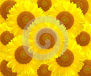 The sunflower nature