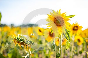 Sunflower on nature background. Sunflower blooming on the field on a bright sunny day . Close-up of sunflower. Sunflower natural