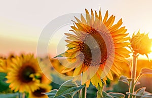 Sunflower on nature background. Sunflower blooming on the field on a bright sunny day . Close-up of sunflower. Sunflower natural photo