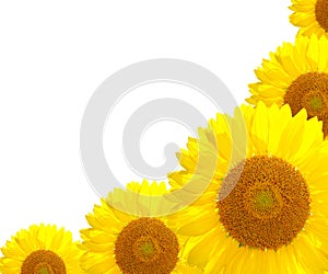 Sunflower nature on the summer background