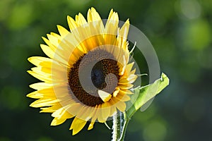 sunflower at noon