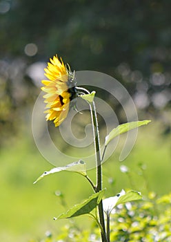 sunflower at noon
