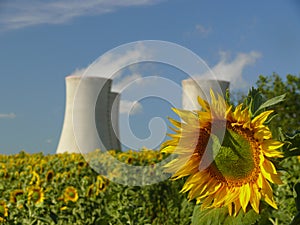 Sunflower with nuclear power station