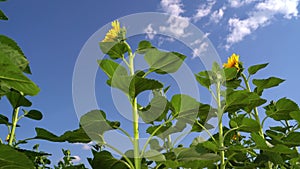 Sunflower oil conclept. Low angle pan view blooming sunflowers in the field close up in a sunny morning. Agricultire