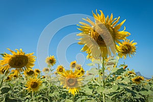 Sunflower oil farm