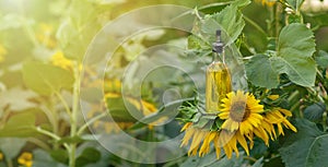 Sunflower oil in a glass vessel on a sunflower flower outdoors on the background of a field of sunflowers. The concept