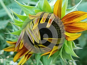 Sunflower opening