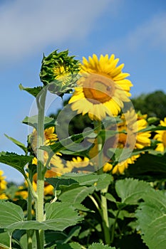 Sunflower opening in the morning sun with blue sky and whispy clouds