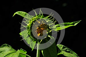 Sunflower opening up