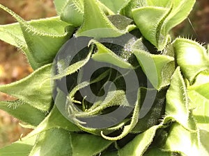 Before a sunflower opens.