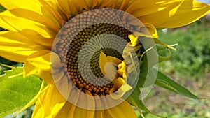A sunflower that opens its petals
