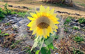 Sunflower out of season is annual