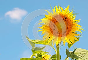 Sunflower over blue sky