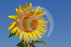 Sunflower over blue sky