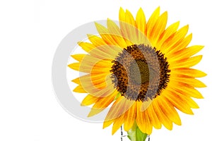 Sunflower over isolate white background. with clipping path