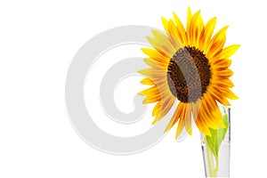 Sunflower over isolate white background.