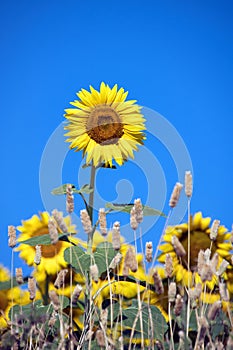 Sunflower over the top