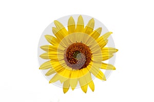 Sunflower over white