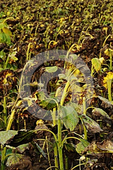 Sunflower overblown 3