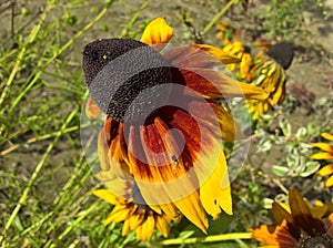 Sunflower Overblown