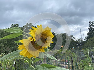 Sunflower and Overcast Sky in August in Summer