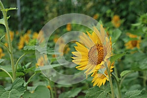 Sunflower. Panorama of beautiful natural scenery. Nice view on farm fields.