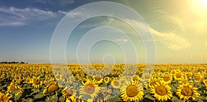 Sunflower Panoramic