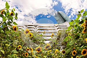 Sonnenblume Pariser das Geschäft bezirk 