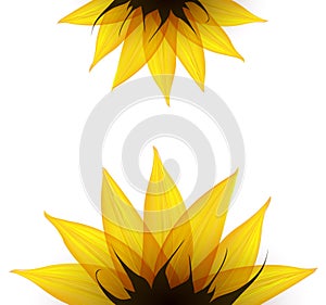 Sunflower part. Vector