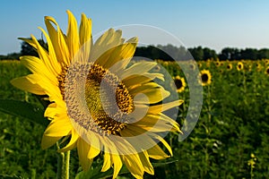 The sunflower patch.