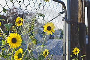 The sunflower patch along the chain linked fence