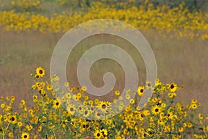 Sunflower patches, tall grass prairie