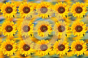 Sunflower pattern. Sunflowers used as background