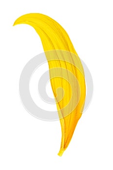 Sunflower petal isolated on white background, top view