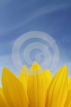 Summer sunflower background