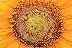 Sunflower with petals for background close up.