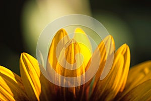 Sunflower Petals Closeup with Green Background