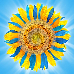 Sunflower in colors of Ukrainian flag photo