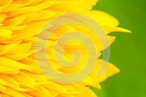 Sunflower petals with green background