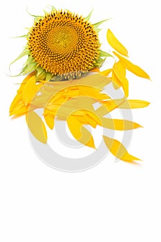 Sunflower petals isolated over white background