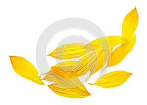 Sunflower petals isolated on white background. Top view