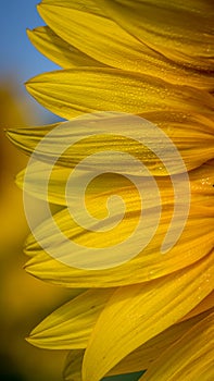 Sunflower petals vertical