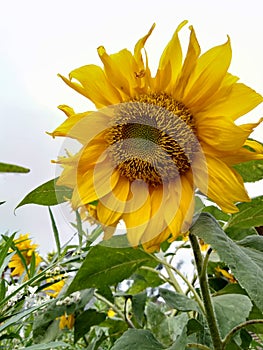 sunflower photo