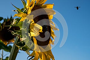 Sunflower, photographed from the side in natural daylight on a clear summer`s day. A bee can be seen hovering close to the flower