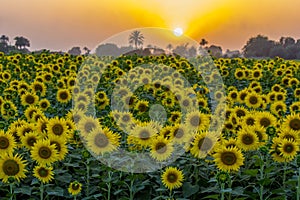 Sunflower picture in a field in Ahmad Pur east