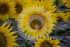 Sunflower picture in a field in Ahmad Pur east