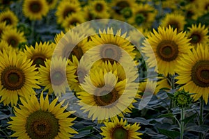 Sunflower picture in a field in Ahmad Pur east