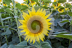 Sunflower picture in a field in Ahmad Pur east photo